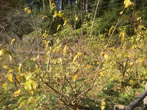 洞慶院の蝋梅
