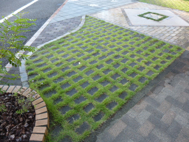 芝生　青々