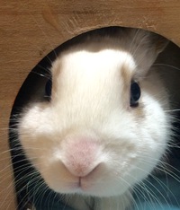 どー見てもかわいい