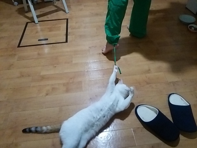 戯れてます☆