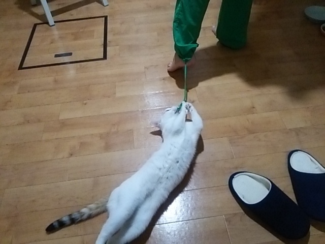 戯れてます☆