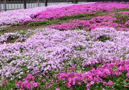 雨の合間をみて