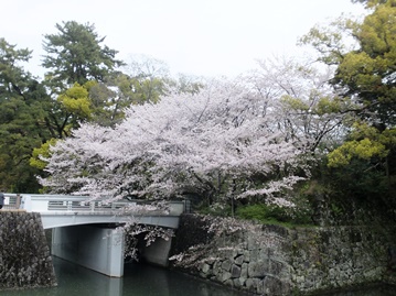 駿府城公園の桜