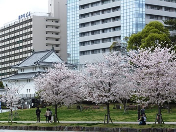 駿府城公園の桜