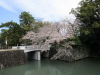 桜続きですが