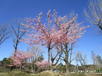 駿府城公園にも