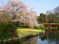 枝垂れ桜