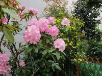 石楠花