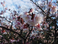 庭園だより