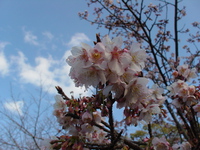 庭園だより