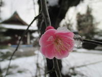 雪の高野山！！！
