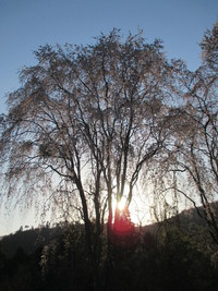 吉野山の桜・・・　　Ⅱ