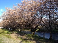 桜並木の下でウォーキング個人レッスン