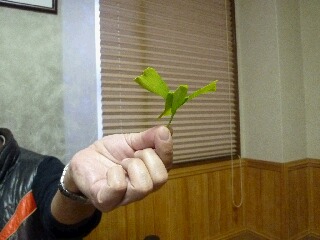 銀杏の葉で鷹を作るぽとん