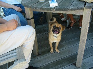 かわいらしいパグ犬