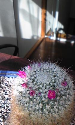 サボテンの花②