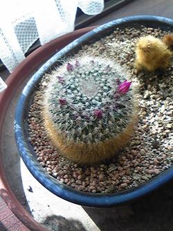 サボテンの花