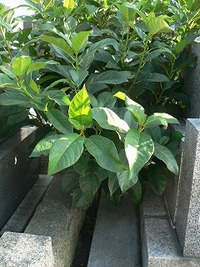 ど根性な木。