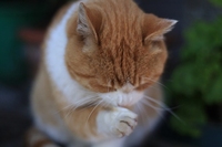 山海そしてセミにゃー
