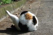 またたびふたたび