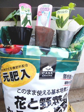植えつけ準備