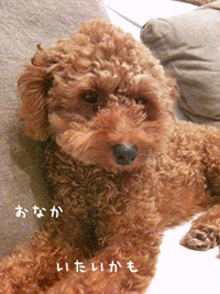 こんどは嘔吐(。＞0＜。)