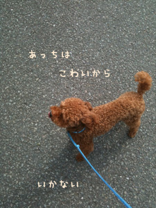日々のぼんちゃん