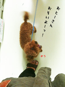 日々のぼんちゃん