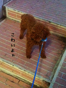 新しい散歩コース