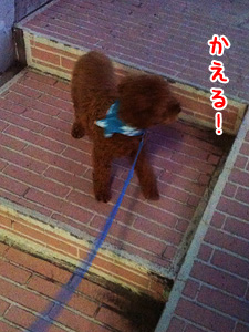 新しい散歩コース