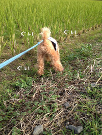 田んぼ好き