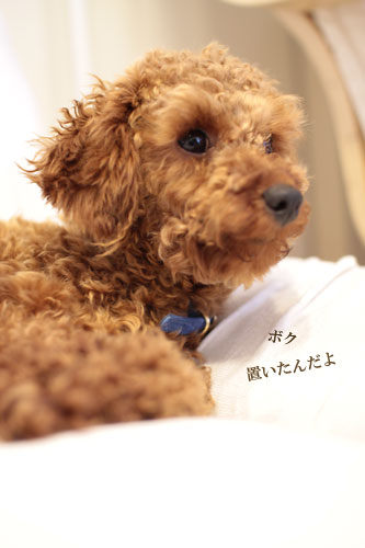 ある日のトイレ