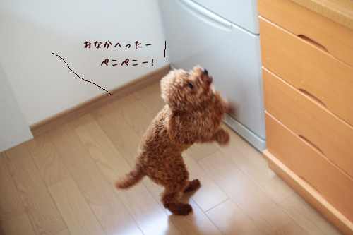 ごはんの催促
