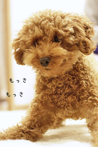 もっさもさ　→　ふわっふわ