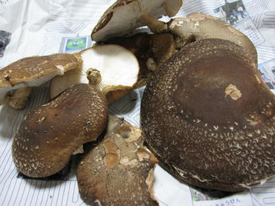 肉厚椎茸はこうやって