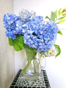 紫陽花