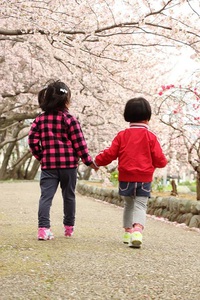 今年も桜の季節！