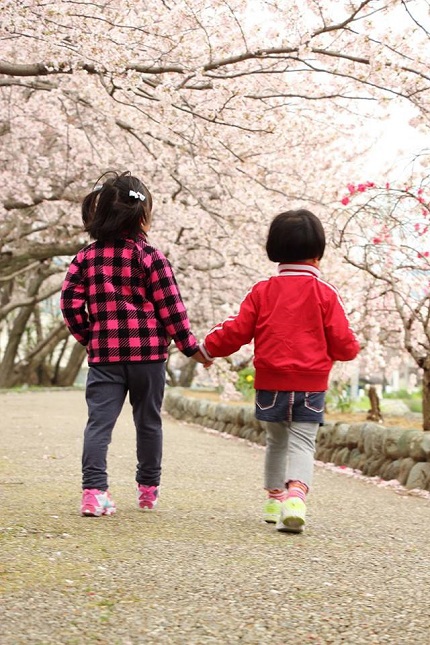 近所の桜並木を散歩