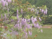 左巻き