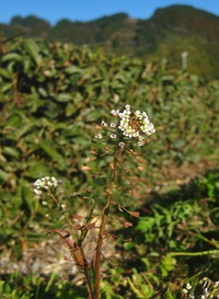 寒の内にも花