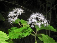 装飾花が