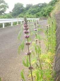 隙間に