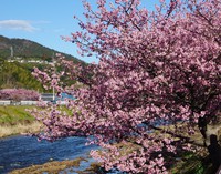 河津桜２０１６ 2016/03/01 09:15:16