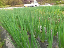 葱畑の草取り