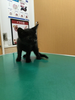 里親さん募集中！→決まりました