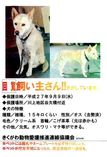 迷い犬のお知らせ