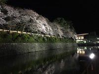 駿府城の夜桜