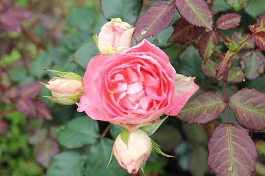 スモークツリーとバラの花