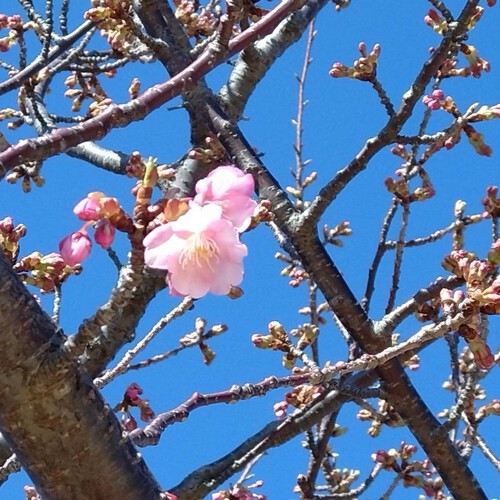 吉田公園の河津桜が開花しました