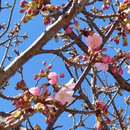 吉田公園の河津桜が開花しました